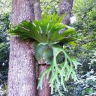 Staghorn Fern.