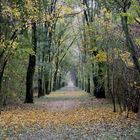 Stagione che nasce tra il mormorare delle foglie che fuggono in un viale stanco