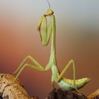 Stagmatoptera femoralis