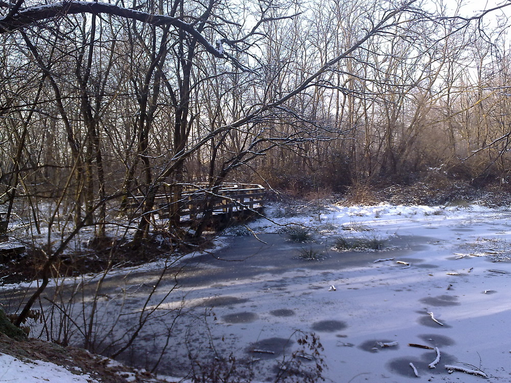 Stagno ghiacciato (Parco delle Groane)