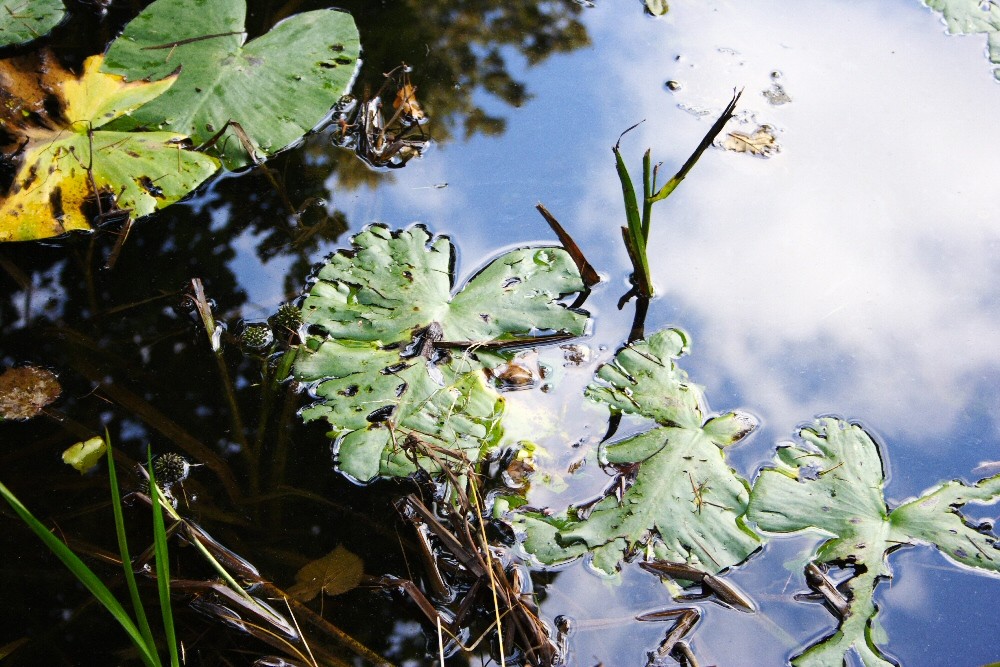 Stagno - Pond