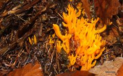 Stagshorn Fungi