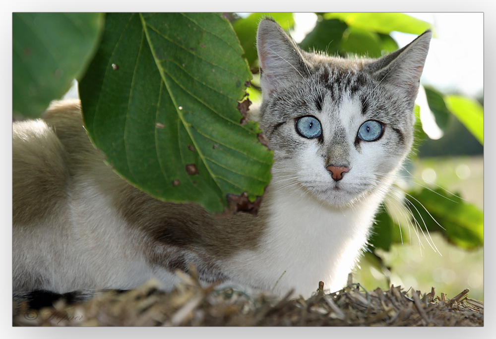 Stahlblaue Augen