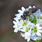 Stahlblaue Mauerbiene