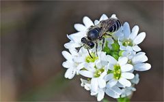 Stahlblaue Mauerbiene