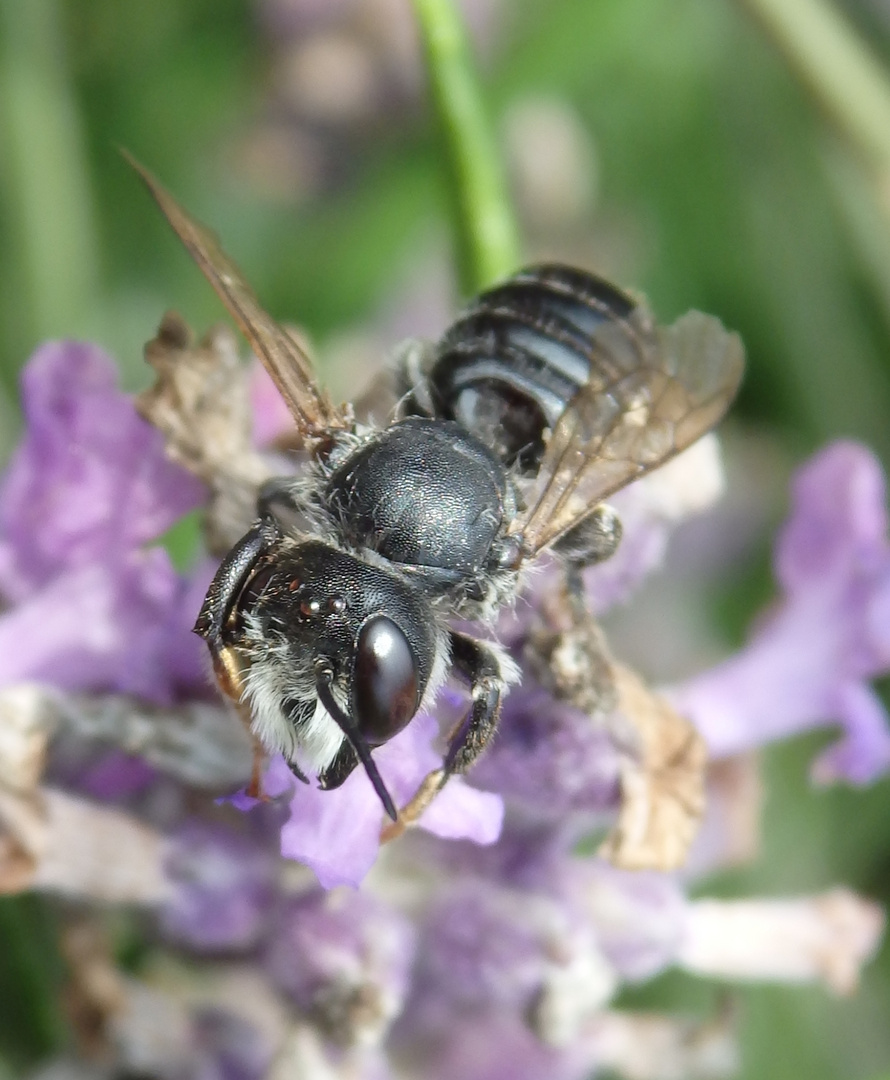 Stahlblaue Mauerbiene auf Lavendel - Weibchen ?