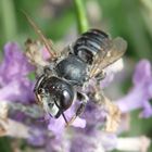 Stahlblaue Mauerbiene auf Lavendel - Weibchen ?