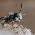 Stahlblaue Mauerbiene (Osmia caerulescens)