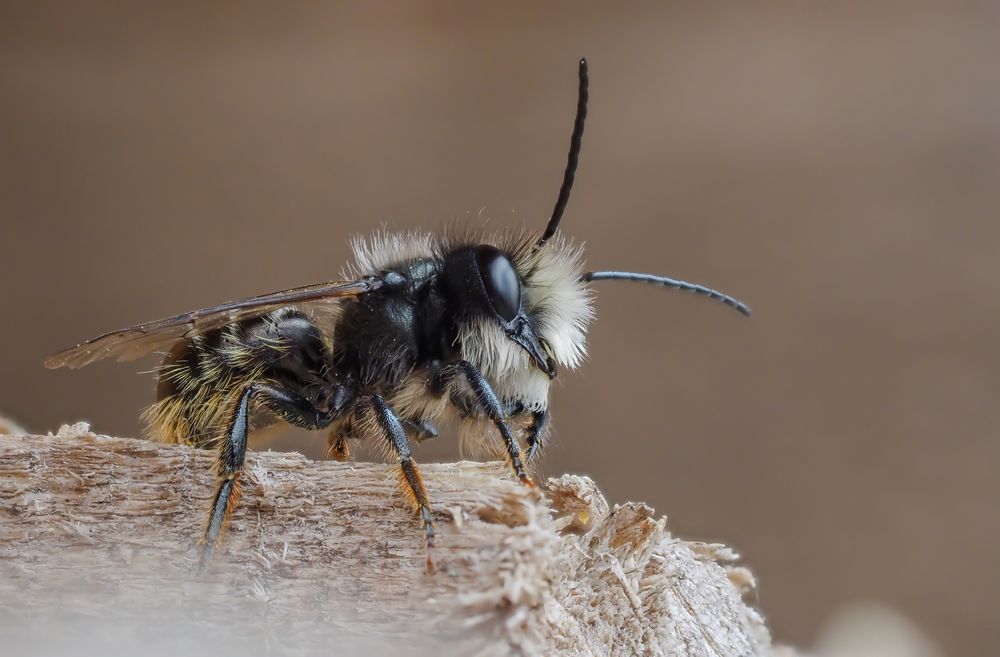 Stahlblaue Mauerbiene (Osmia caerulescens)