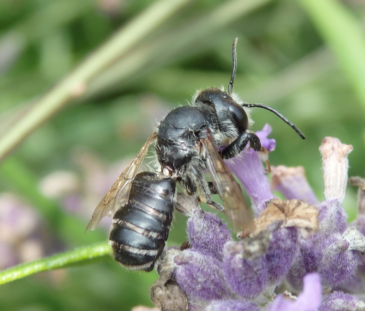 Stahlblaue Mauerbiene (Osmia caerulescens) auf Lavendel - Weibchen ?