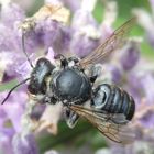 Stahlblaue Mauerbiene (Osmia caerulescens) auf Lavendel - Weibchen???