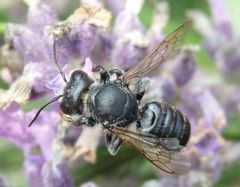 Stahlblaue Mauerbiene (Osmia caerulescens) auf Lavendel - Weibchen???