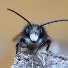 Stahlblaue Mauerbiene (Osmia caerulescens)