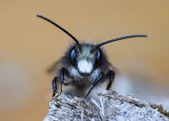 Stahlblaue Mauerbiene (Osmia caerulescens)