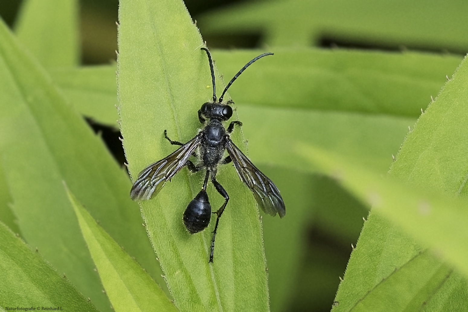 Stahlblauer Grillenjäger