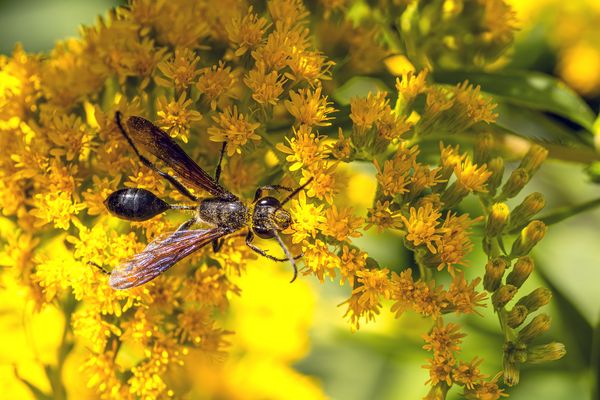 Stahlblauer Grillenjäger (Grabwespe)