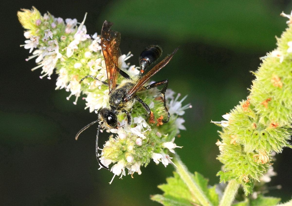 Stahlblauer Grillenjäger (Isodontia mexicana) 