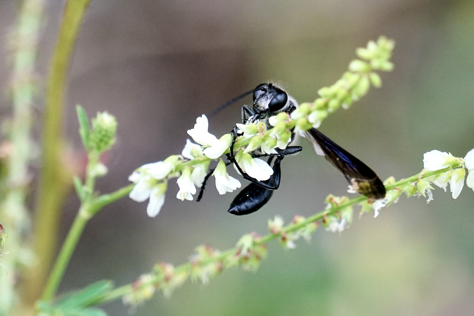 Stahlblauer Grillenjäger (Isodontia mexicana)