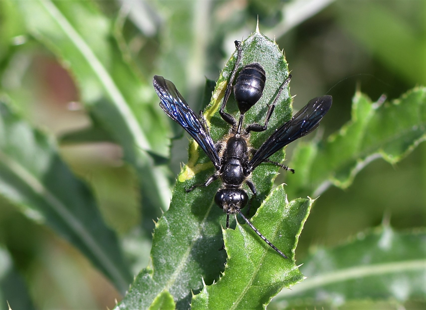 Stahlblauer Grillenjäger (Isodontia mexicana)