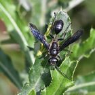 Stahlblauer Grillenjäger (Isodontia mexicana)