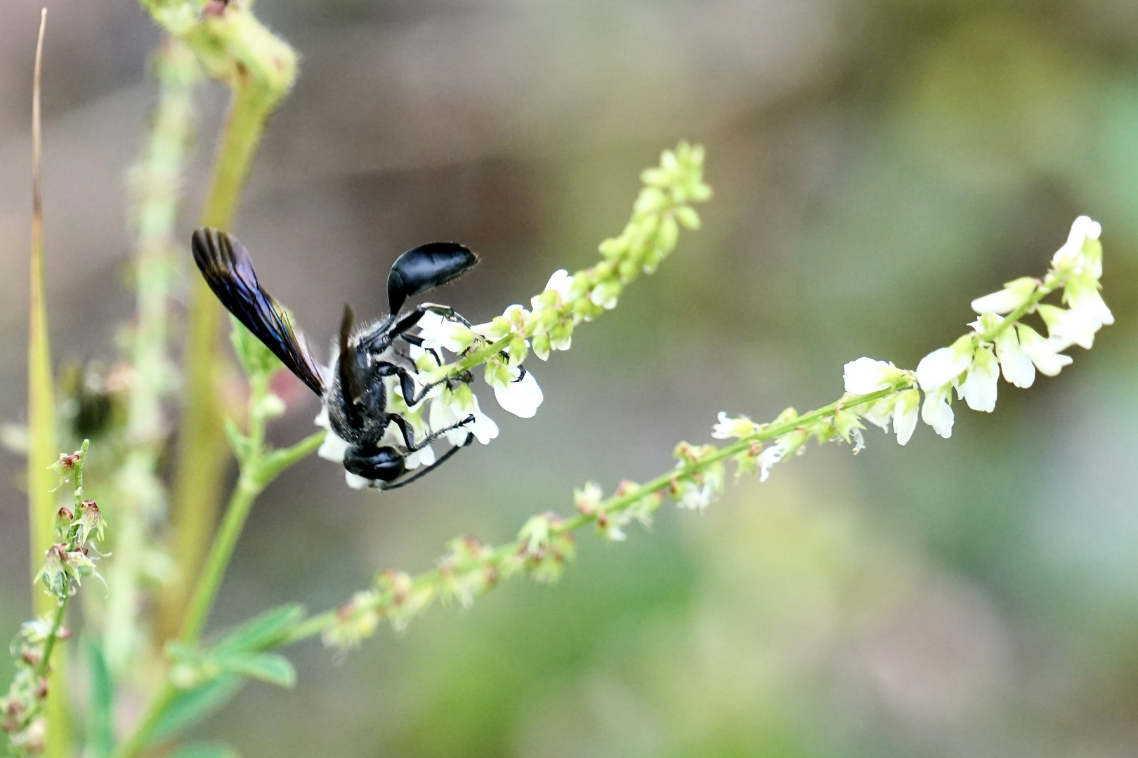 Stahlblauer Grillenjäger (Isodontia mexicana)