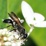 Stahlblauer Grillenjäger (Isodontia mexicana) Eine Grabwespe