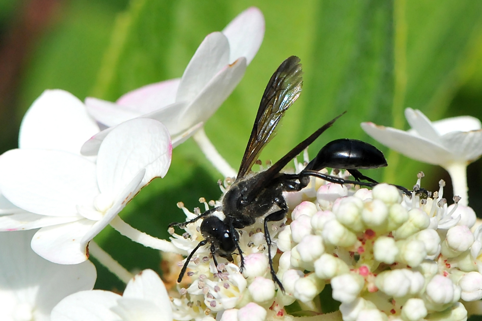 Stahlblauer Grillenjäger (Isodontia mexicana)  Grabwespe