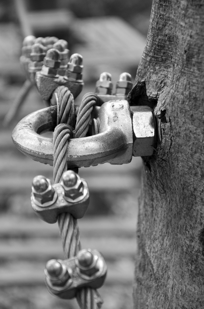 Stahlseil am Baum