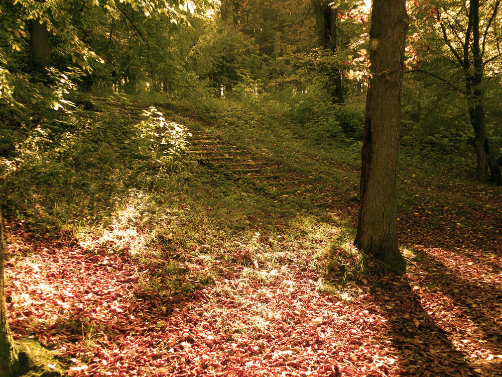 Stairs in the forest