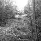 Stairway im Birkenfelder Wald