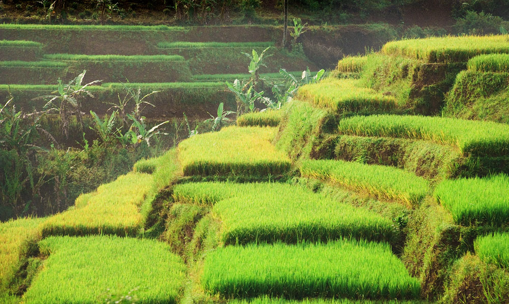 Stairway of Field Rice