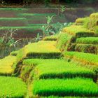 Stairway of Field Rice