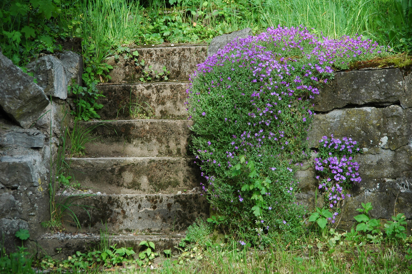 Stairway to nature