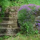 Stairway to nature