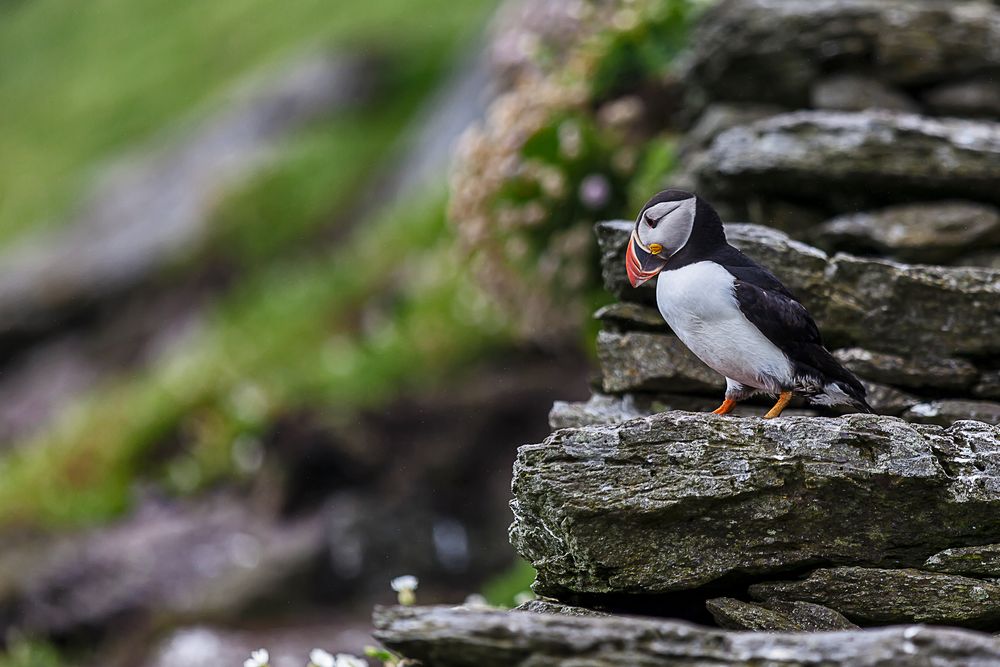 Stairway to the puffins...