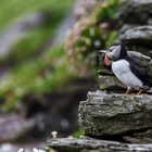 Stairway to the puffins...