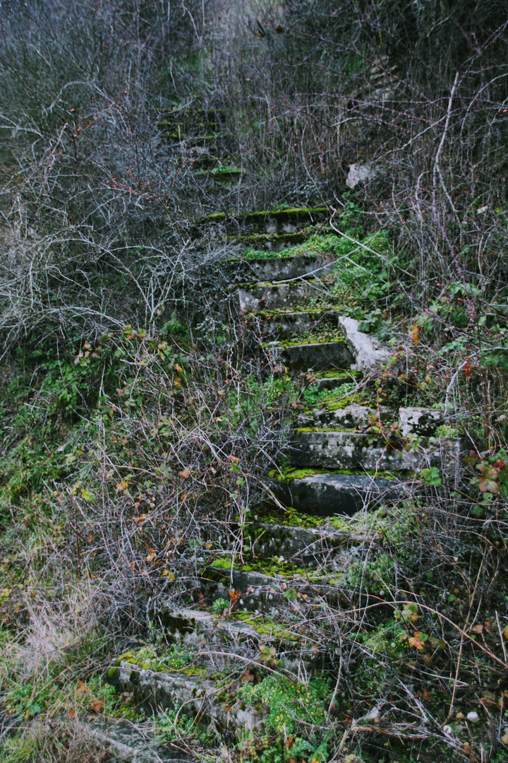 Stairway to wineyard