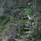 Stairway to wineyard