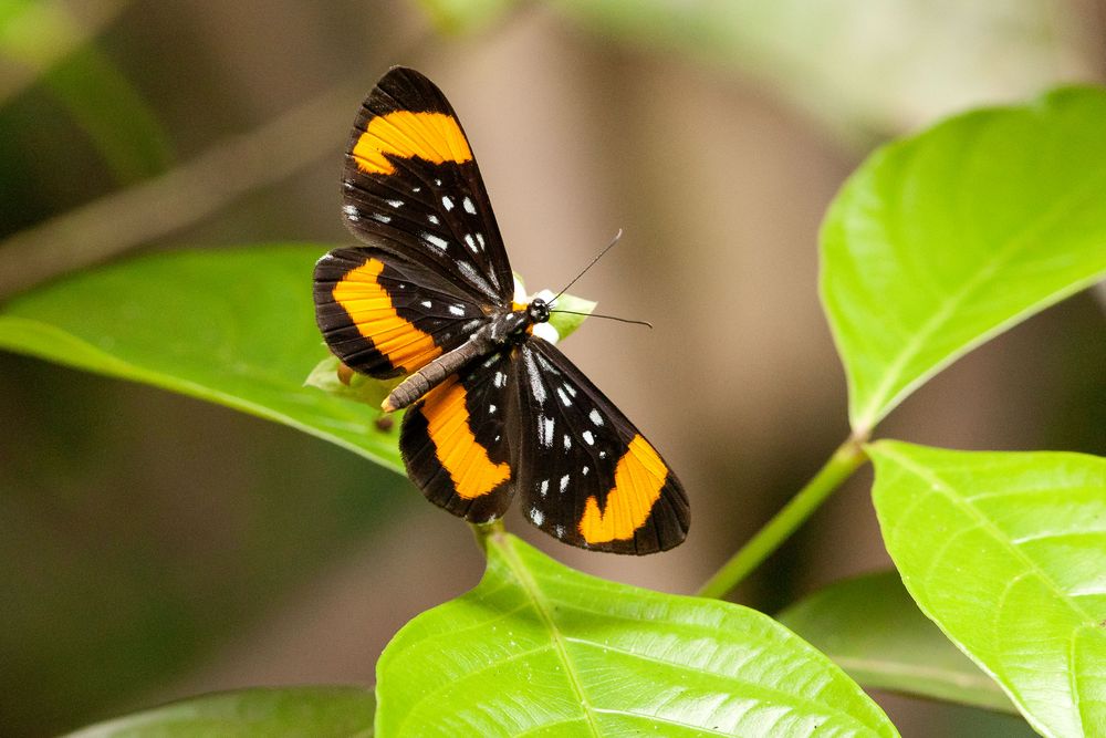 Stalachtis euterpe latefasciata