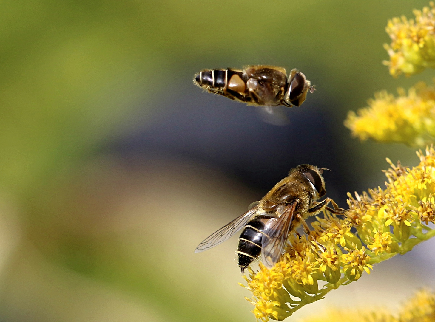 Stalker Foto & Bild natur, fliegen, tiere Bilder auf