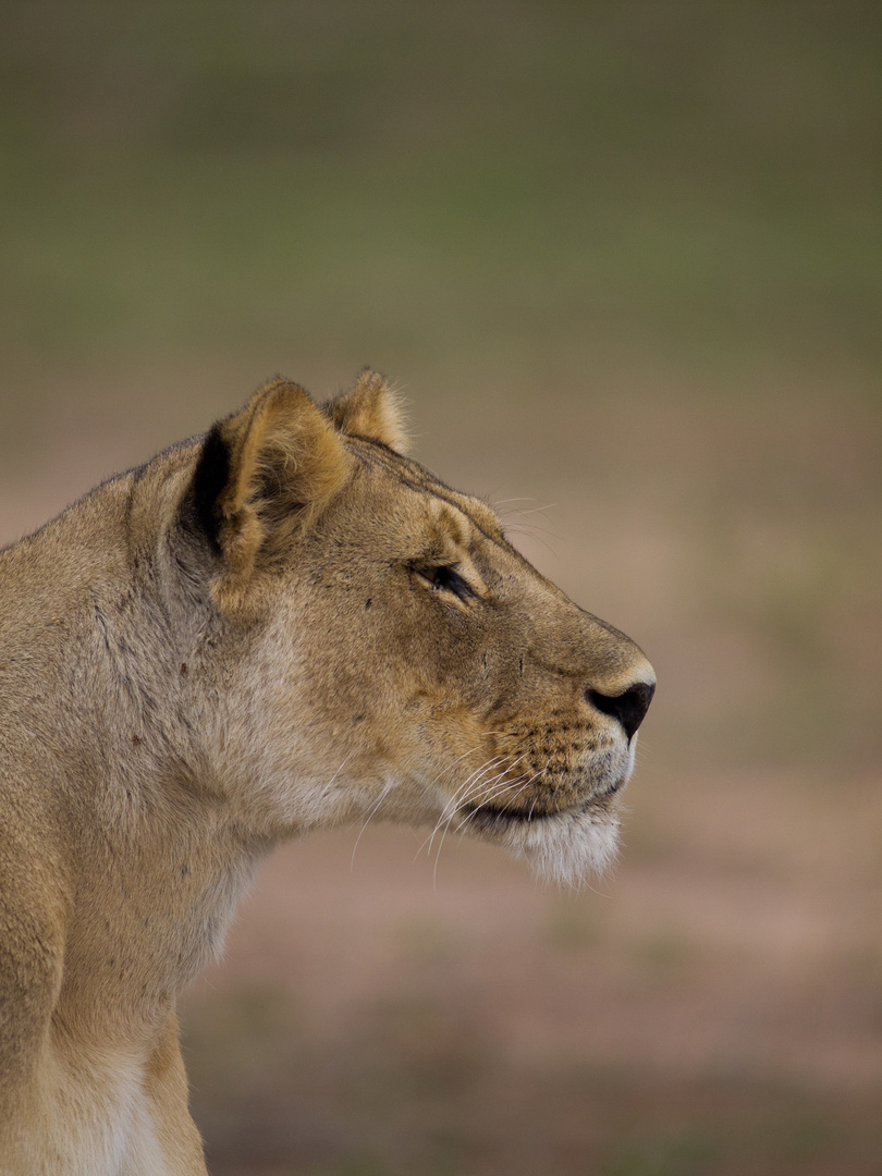 Stalking Lioness