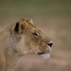 Stalking Lioness