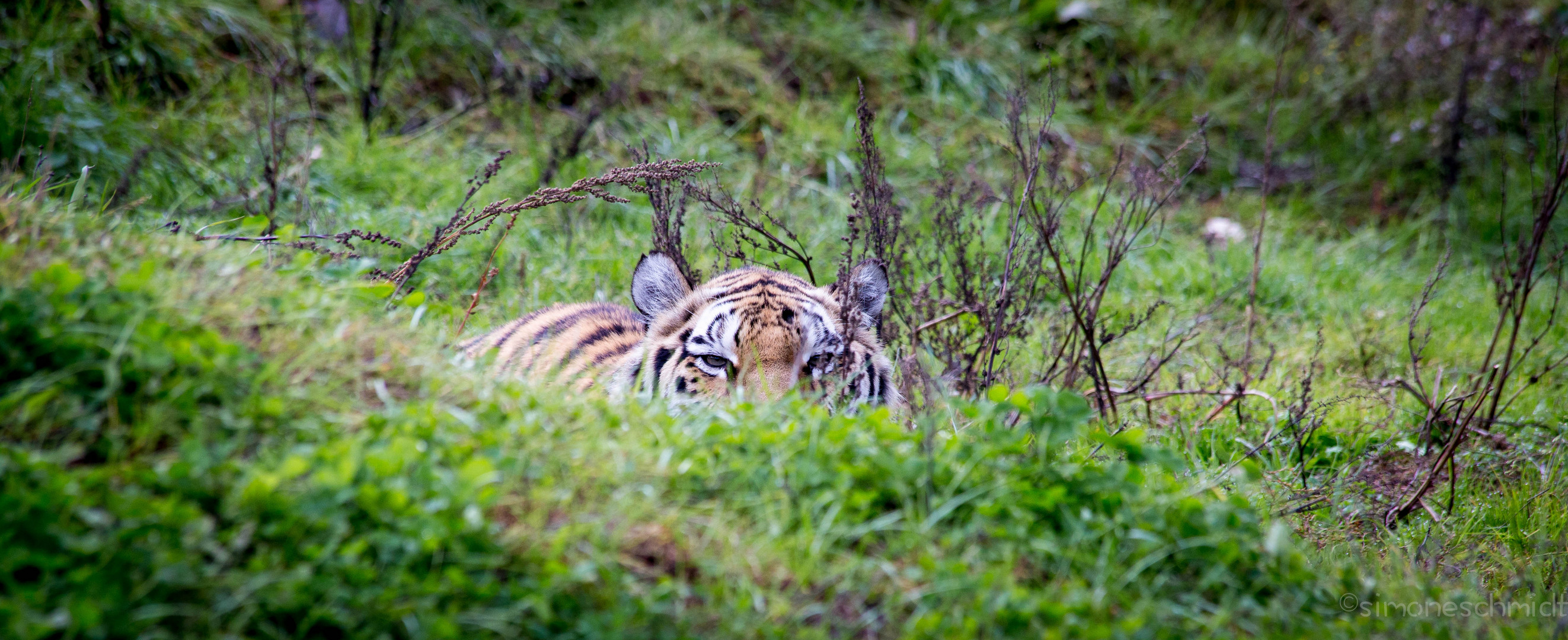 Stalking.tiger.