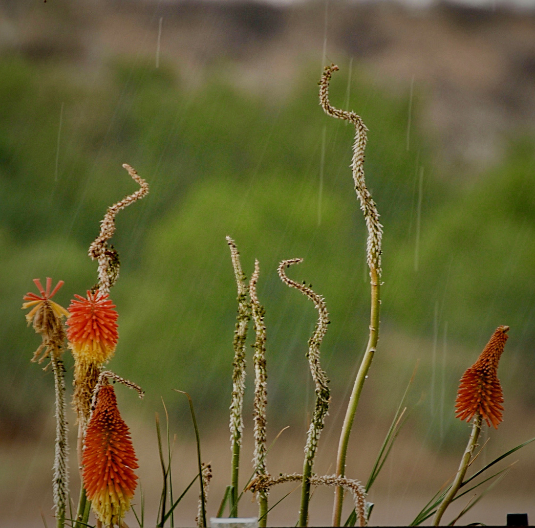 Stalks in the rain 