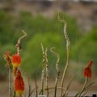 Stalks in the rain 