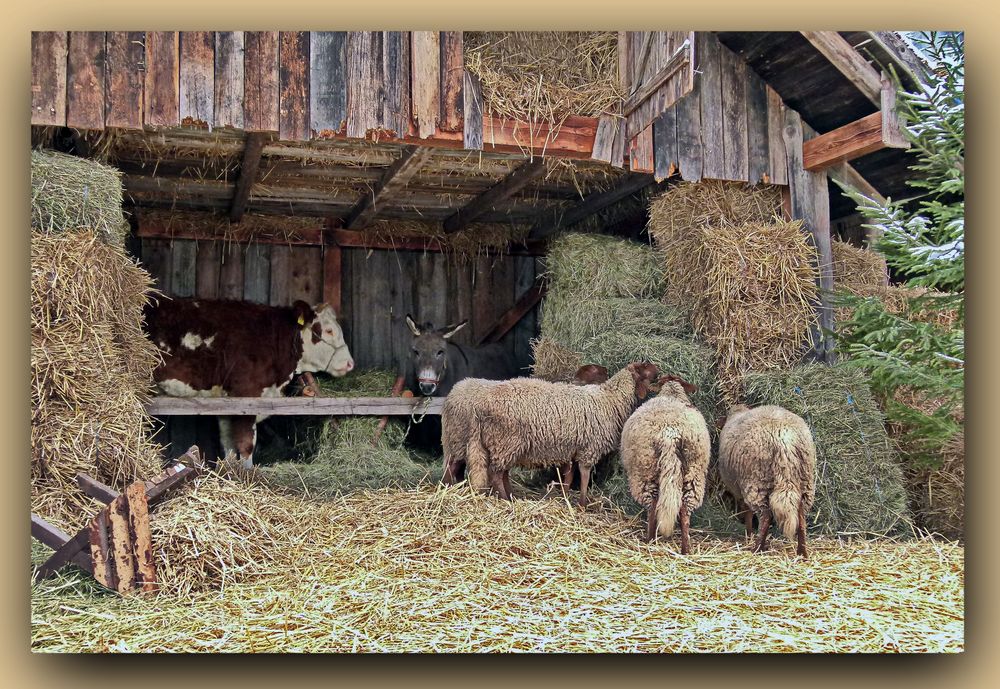 Stall in der 5-Sterne-Kategorie