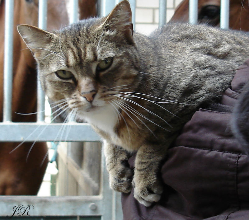 Stall Katze Bagierer