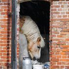 Stall mit Aussicht