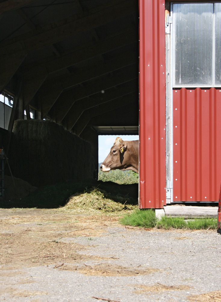 Stall mit Kuh