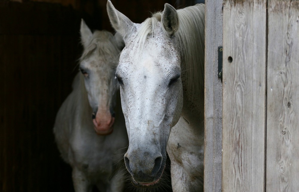 Stallgefährten